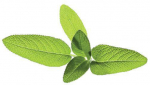 Click & Grow Smart Garden refill Aedsalvei 3tk