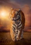 Clementoni 31806 Clementoni-31806-high Quality Collection-tiger-1500 t&uuml;kki, mitmev&auml;rviline