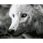 Maalimine numbrite j&auml;rgi, Valge hunt, 40x50, artkatalog, F011