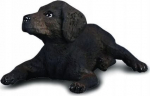 Labradori l&otilde;ualuu koer - Collecta