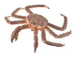 COLLECTA kuningkrabi 88851 88514