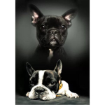 Dog Laste pleed 100*140 cm