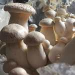 Kuning-austerservik (Pleurotus eryngii). Vedel seeneniidistik.