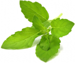 Click & Grow Smart Garden refill P&uuml;ha basiilik 3tk