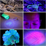 Ledgle led uv taskulamp uv beast lemmiklooma uriini leidja plekkide detektor mustvalgustoruga taskulamp, 100 led helmest, kaelapaelaga