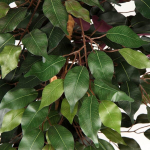 Kunstlik puu Ficus Benjamini, kunsttaim, suur kunstpuu ehtsa puidust t&uuml;vega, ideaalne sisekujunduseks, roheline ja punane