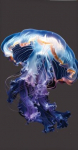 Rannavannilina 70x140 SUVE Meduusid