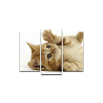 Kolmeosaline reproduktsioon Kassipoeg