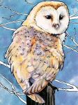 Teemantmosaiigi komplekt 30x40 cm. "Barn Owl"