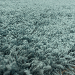 Vaip Ayyildiz Shaggy Sydney 80x150 cm