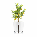 Lillepott Moss, 30x28 cm, valge