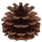 CA0154 J&Otilde;ULUPALLID 102 TK.