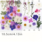 Kuivatatud lillede komplekt, 40 tk, Tamsiai violetinė