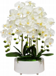 Skamvit kunstorkidee lilled potis ilus orhidee kompositsioon suur premium