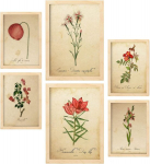 Nacnic Punaste lilledega plakatid. T&auml;isv&auml;rvilised loodus- ja botaanikapildid lillemotiividega vintage-paberistiilis. Sisekujundus ja dekoratsioon. A4 ja A3 puitraam