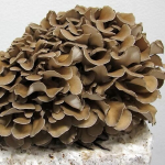 Maitake seen Grifola frondosa