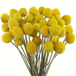 10/20/30tk Kuivatatud Lilled Kollane Billy Buttons Kimp Dekoratsiooniks Kodus Pulmadeks, 30 vnt