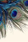Asir vaip Hmnt568 60x100 cm