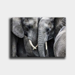 Reproduktsioon Elevandid