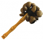 K&otilde;risti Terre Pangi