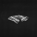 Vin&uuml;&uuml;lplaat Kendrick Lamar To Pimp A Butterfly 2LP 10th Anniversary