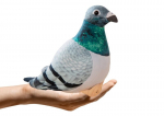 Pehme m&auml;nguasi Tuvi, 20 cm