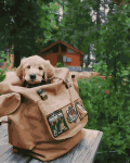 Maalimine numbrite j&auml;rgi - maalimise komplekt 40x50 cm. "Puppy in a backpack"