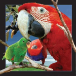 3D papagoi-magnet - tasub hoida