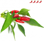 Click & Grow Smart Garden refill Piri Piri t&scaron;illipipar 3tk