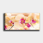 Reproduktsioon Orhidee