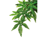 Terraariumi dekoor Exo-Terra Siiditaim V&auml;ike Abutilon