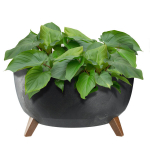 Lillepott Lillepott 47cm kate + jalad korgist lillealus must