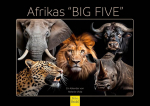 Edition Seidel Premium Africa Big Five 2025. aasta kalender, formaat Din A3, seinakalender, loomakalender, Aafrika, metsloomad, kiskja, p&uuml;hvel, elevant, l&otilde;vi, suur kass, tiiger, gepard, Melanie Viola