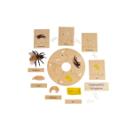 Timetex - Mesilase eluts&uuml;kkel | Puidust karbis "montessori Premium" | Mesilase arenguprotsessi illustreerimiseks | Puidust karbi m&otilde;&otilde;dud: 23,1 x 12,1 x 5,6 cm