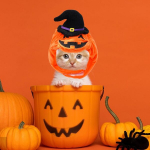 K&otilde;rvitsam&uuml;ts lemmikloomadele Halloweeniks