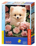 Pusle astorland Pomeranian Puppy in Roses, 300 tk