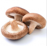 &Otilde;lgshiitake seen Lentinula edodes