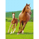 Horses Laste pleed 100*140 cm