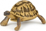 Hermann's tortoise