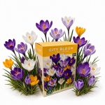 Krookusesibulate komplekt City Bloom First Spring Nojus 50 tk