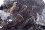 Maced veisemagu, 1 kg