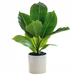 KUNSTKASVATUSTAIM REALISTILISES TEINES 34cm Ficus FIGOWIEC KORISTAMINE