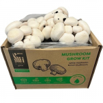 Valged seened Champignon White