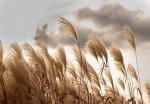 Consalnet Tapeet Pampas 312 x 219 cm 14597VEXXL