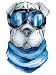 Maalid numbrite j&auml;rgi TM V&auml;rvikas "Shar-Pei" 30x40 cm