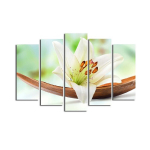 Viieosaline reproduktsioon Liilia