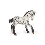 Kujuke Papo Appaloosa varss