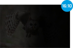 Natec privaatuskile Owl 16' 16:10 (345 x 215 mm)