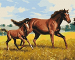 Maalimine numbrite j&auml;rgi Symag, 40x50 cm