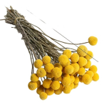 Kuivatatud lilled, 30 vnt